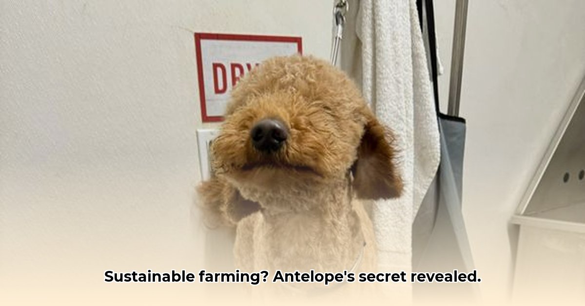 tractor-supply-antelope-ca